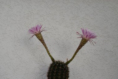 cactus with flowers on white table clipart