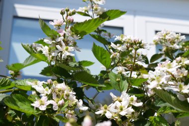 white flowers in the garden clipart