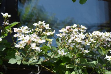 white flowers on a background of a bush clipart