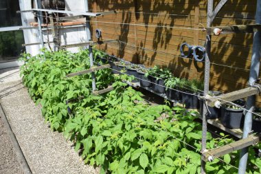 Ahududu bitkileri baharda büyümeye başlar.