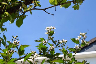 Baharda kiraz ağacının beyaz çiçekleri