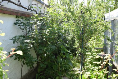 Güzel botanik fotoğrafı, doğal duvar kağıdı.