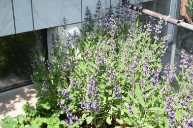 Bahçedeki güzel çiçekler