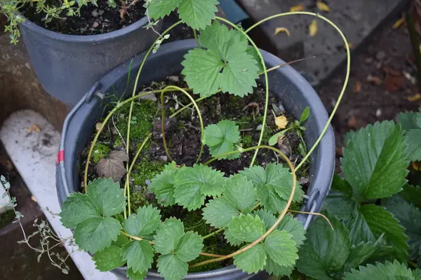 stock image growing new strawberry from one plant