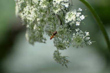 carrot flower with a darwin wasp landing clipart