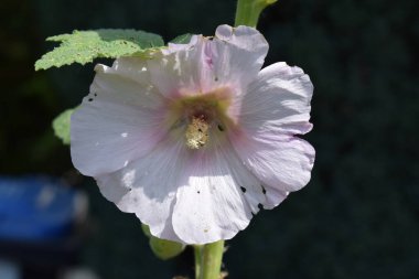 Gül çiçeği renginde çiçekleri kapat