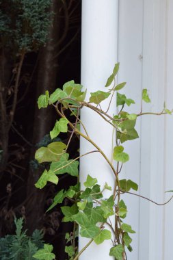 Bahçedeki yeşil bitki