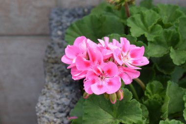 güzel pembe sardunya çiçeği