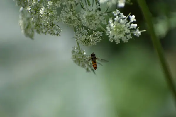 stock image carrot flower with a darwin wasp sitting below