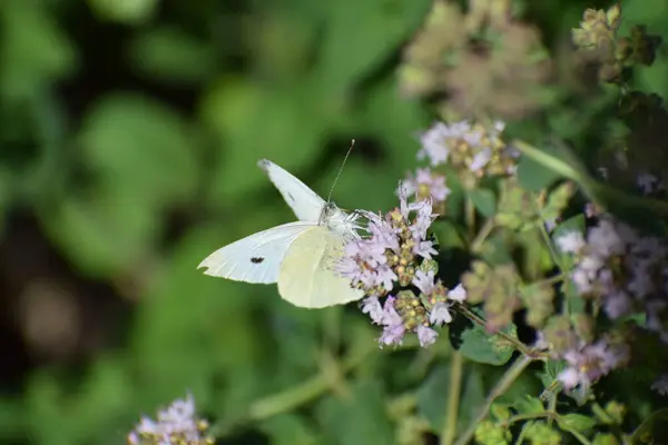 stock image cabbage white butterfly in nature, butterfly