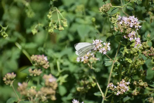 stock image white butterfly on a flower