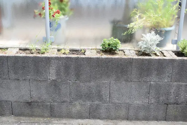 stock image beautiful flowers growing in a planting wall