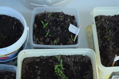 Kullanılmış saksılarda yeni fidanlar