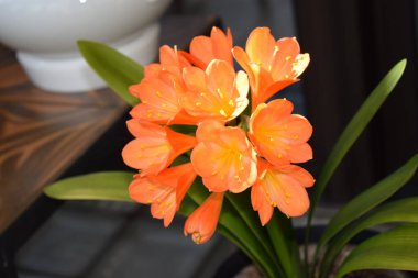 orange clivia lily flower clipart