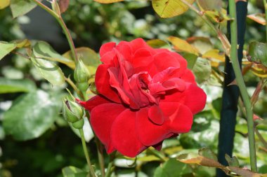 Parlak kırmızı bir gül