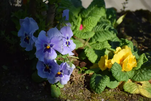 stock image purple blooming pansy flowers