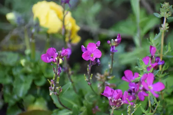 stock image beautiful rock cress flowers in the garden