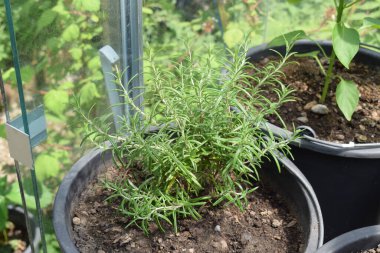 bahçede büyüyen biberiye