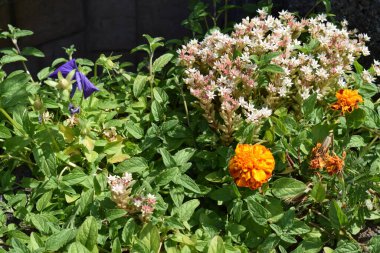 Bahçedeki güzel çiçekler