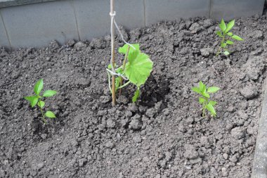 sera sebze büyüyen