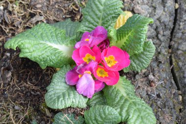 Çiçek açan güller, pembe ve sarı