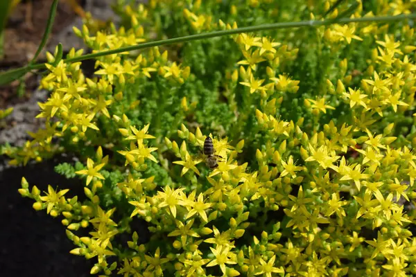 stock image yellow gold moss in a wall