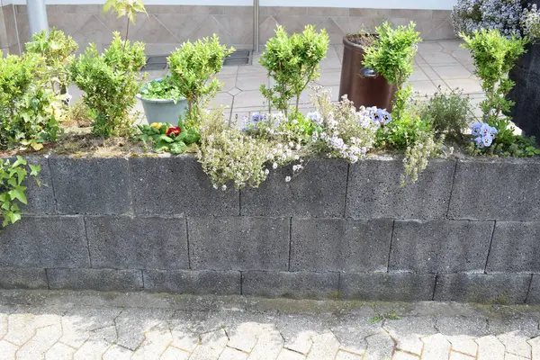 stock image planting wall with blooming herbs and small trees