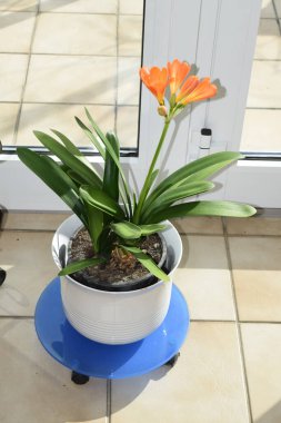 orange clivia lily in full bloom, potted plant clipart