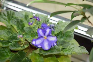 Güzel çiçeklerin manzarası, yaz konsepti.