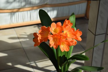 orange clivia lily in full bloom clipart