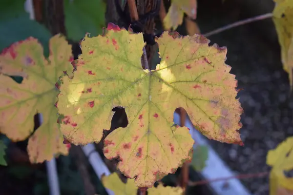 stock image autumn vine leaves, fall season flora