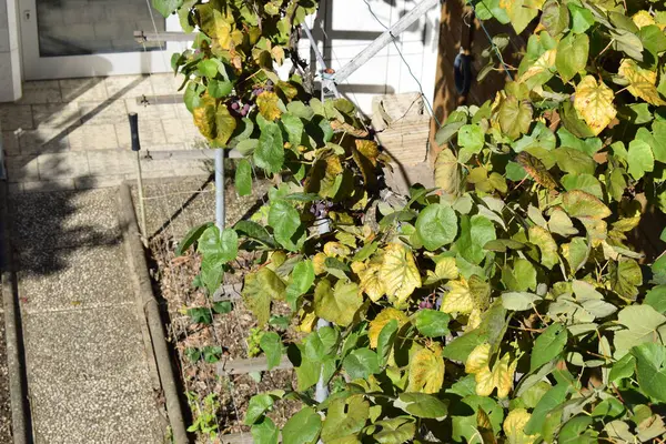 stock image a closeup shot of vineleaves in the backyard