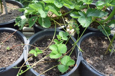 Bahçedeki yeşil çilek bitkileri