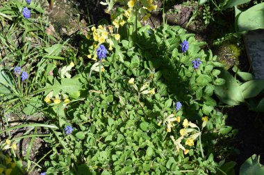 Primula, kekik otu ve muscari.