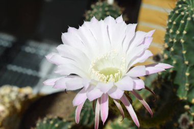 Beyaz çiçekli güzel kaktüs