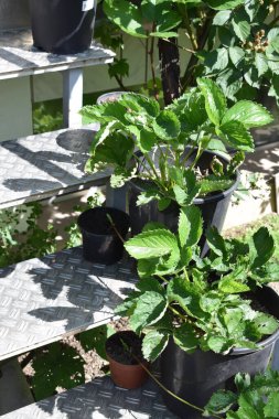 Tencere çilekli tesisleri