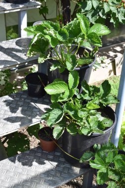 Çilek bitkileri bir merdivende saksıda