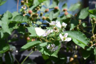 beautiful blackberry  flowers growing in garden at summer sunny day clipart