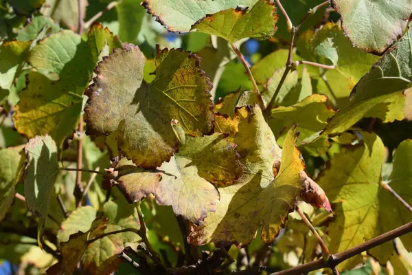 stock image close - up of autumn leaves in the vineyard