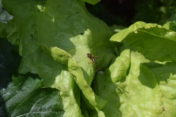 stock image wasp on a lettuce plant