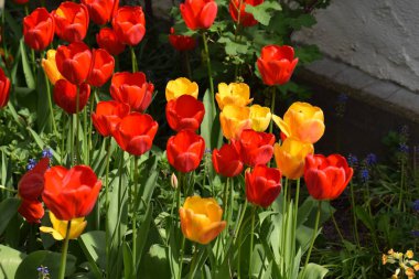 Bahçedeki güzel laleler