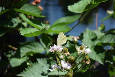 Beyaz kelebekli güzel çiçekler.