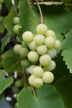 Bahçedeki yeşil üzümler