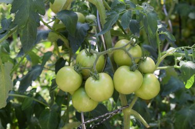 Bahçede taze yeşil domates