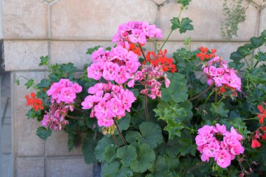 Bahçede güzel pembe ve kırmızı sardunya çiçekleri