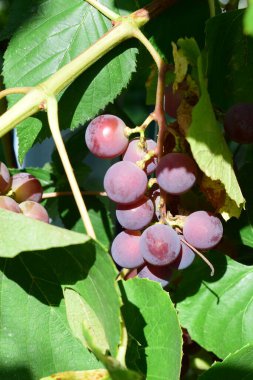 yeşil yaprakları ile kırmızı üzüm 