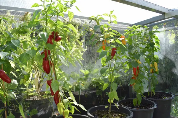 stock image growing red chili in garden