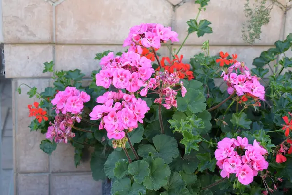 Bahçede güzel pembe ve kırmızı sardunya çiçekleri