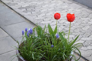 red tulips in the garden clipart