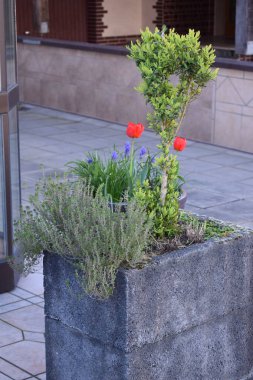 Diğer bitkilerle birlikte bir ekin taşında lale.